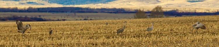 Sand Hill Cranes arrive 