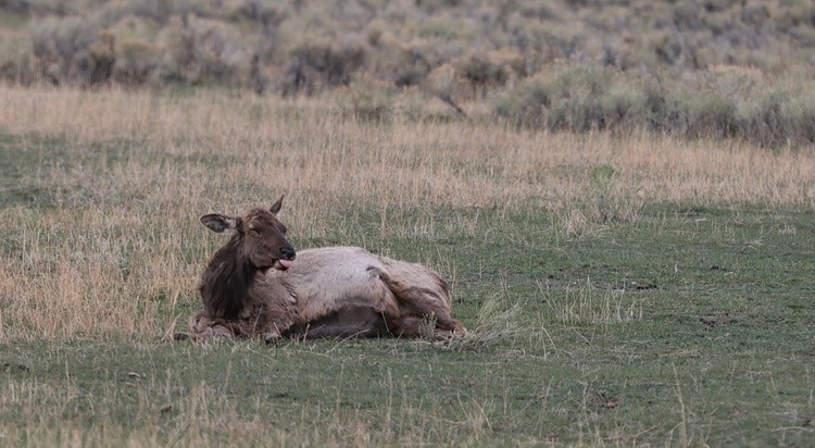 cow Elk giving birth 