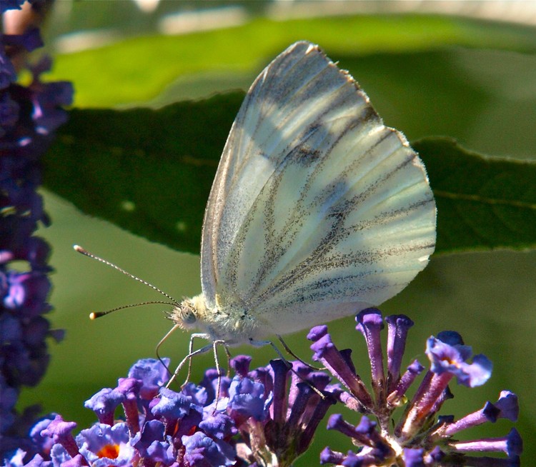 butterfly 8