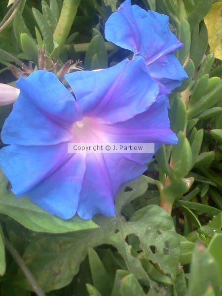 Periwinkle Glories