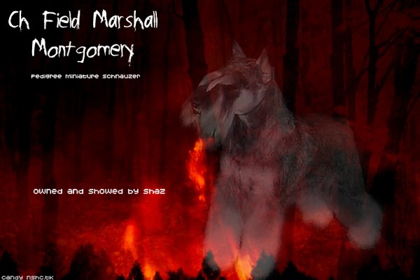 Ch. Field Marshall Montgomery