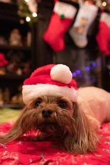 puppies (67)