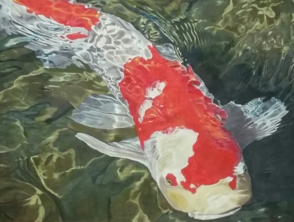 Koi ( Nishikigoi)