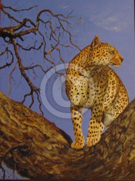 Leopard in Tree