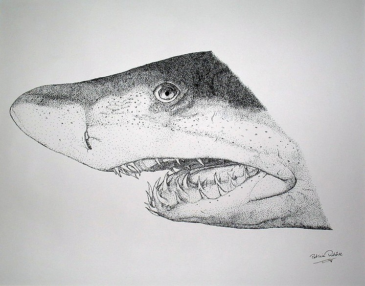 Sand Tiger Shark