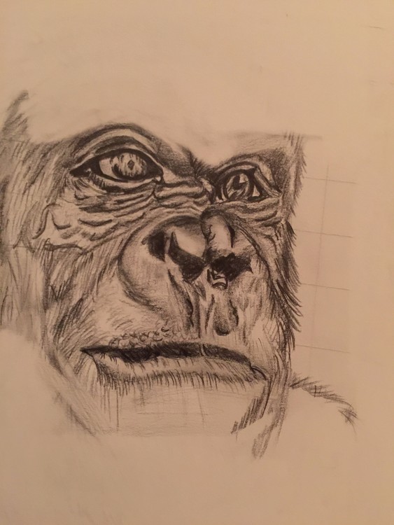 Ape Graphite pencil. Not finished.