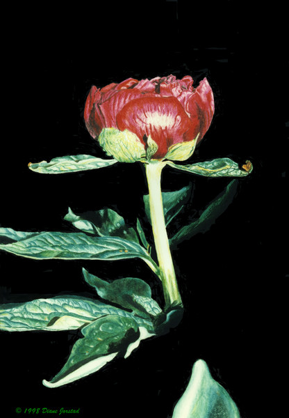 Red Peony