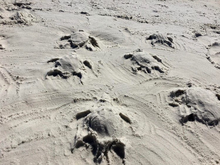 sand turtles