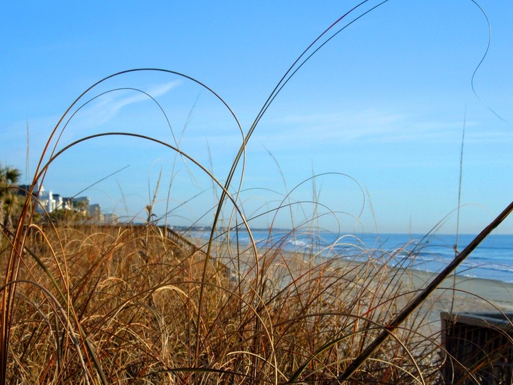 Beach Tentacles