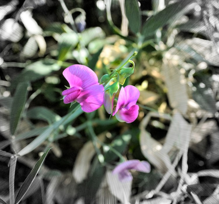 Pink Flower