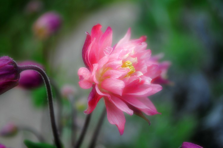 Pretty in Pink