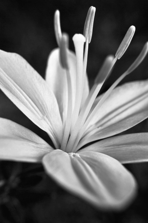 Lily Study in Black and White