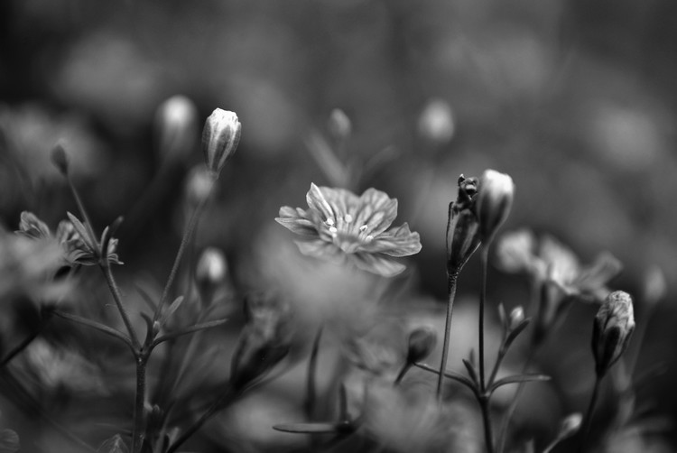 Delicate Little Flowers in the Garden
