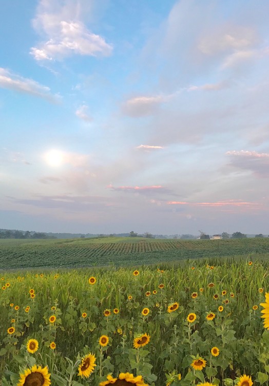Sunflowers in July