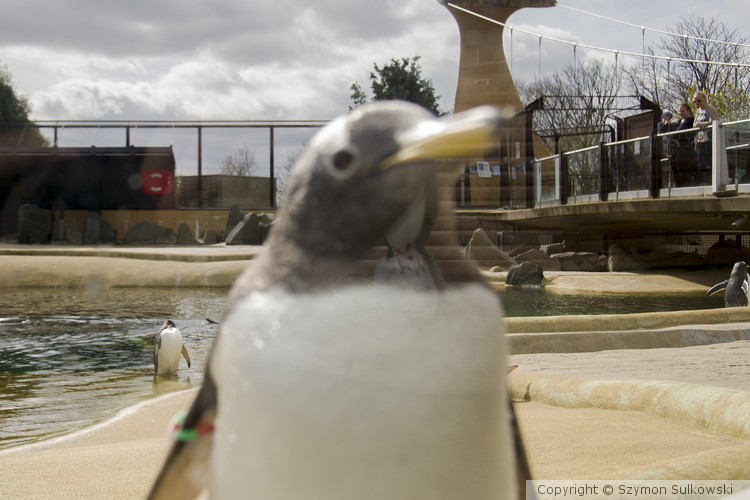 Edinburgh Zoo