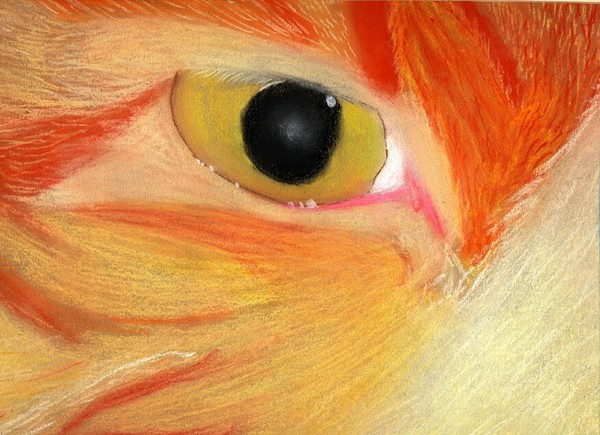 Eye of the Tabby
