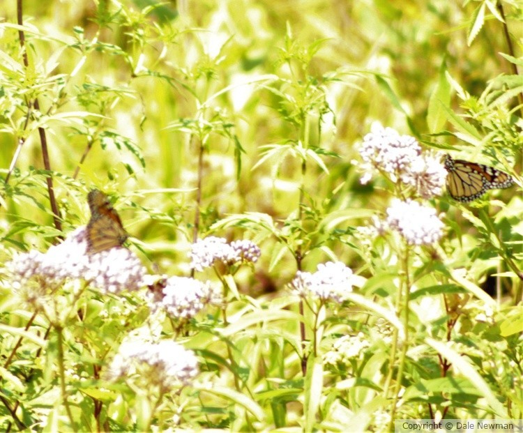 Butterfly's a pair