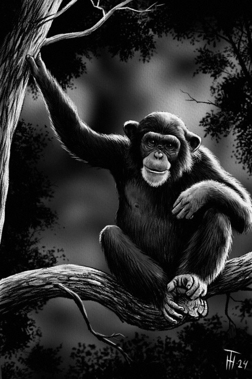 Chimp on a Tree