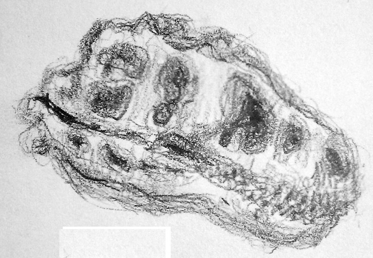 T Rex Skull Sketch