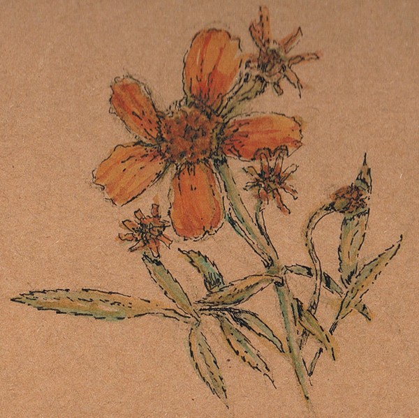 Mexican Marigold Watercolor