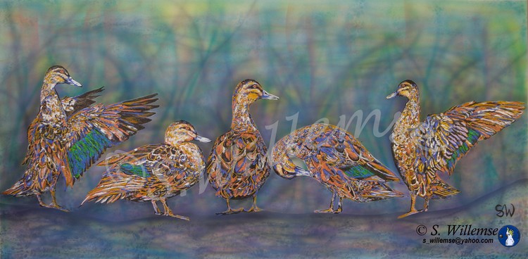 Ducks Wildlife Art Australian Birds Susan Willemse