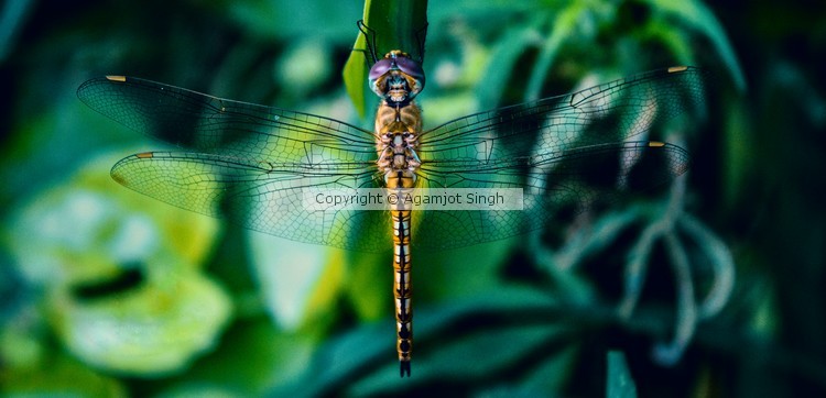 Dragon Fly