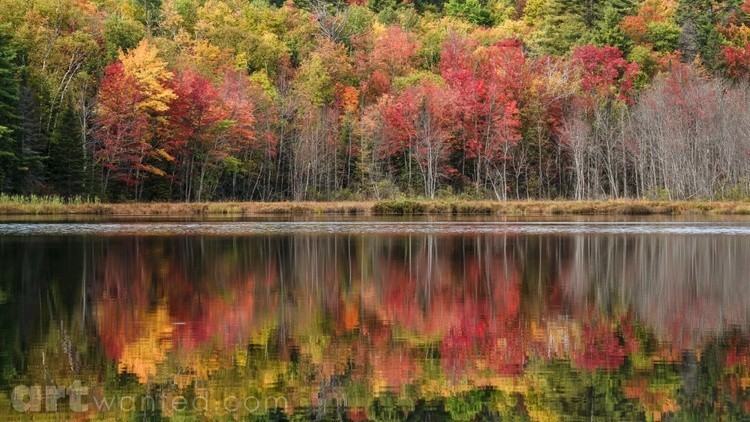 A beautiful variation of colors in the forest during autumn