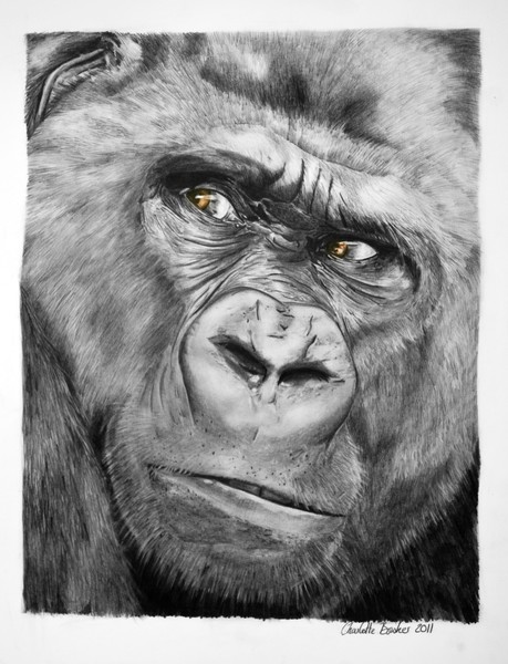 Silver Back Gorilla