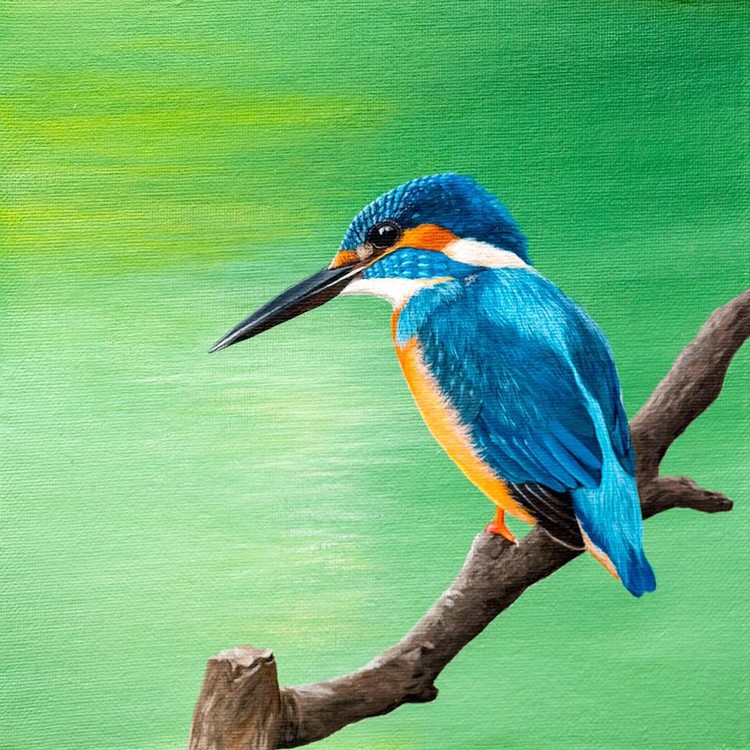 Common Kingfisher