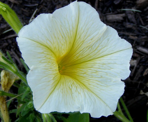 White & Yellow 1