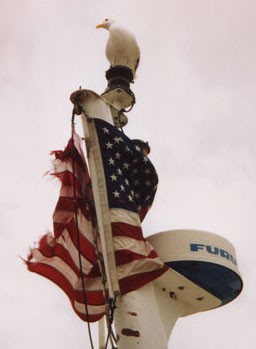 Eagle Wannabe