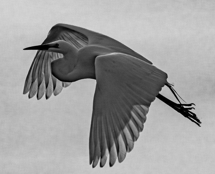 Egret in Flight - June 2022