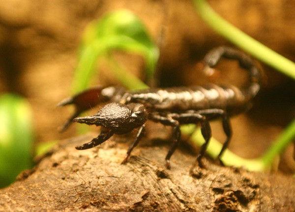 Scorpion