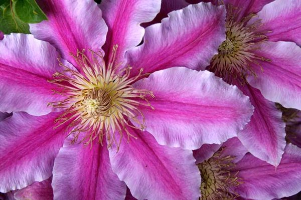 Another beutifull flower from my fathers garden.