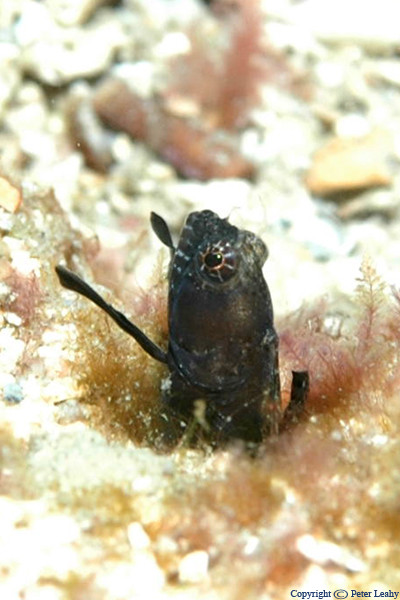 Sailfin Blenny