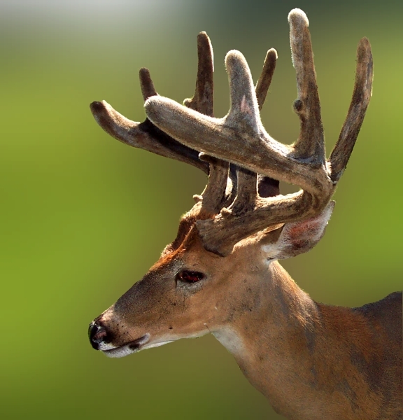 Young buck