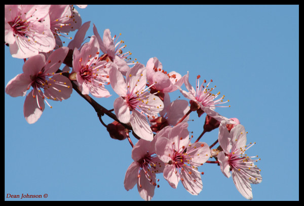 Spring Blossoms2