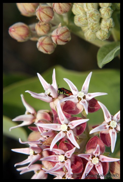 Funky Flower