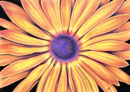 Spring Daisy