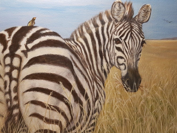 Zebra