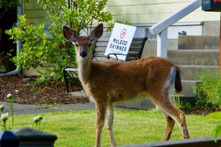 Political Deer #2