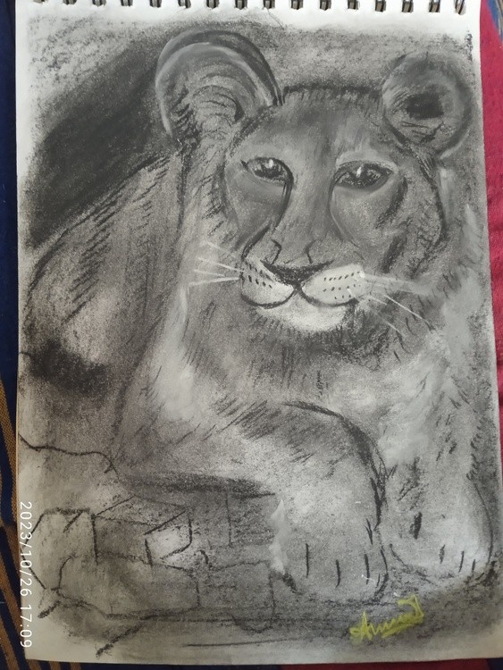 Cub