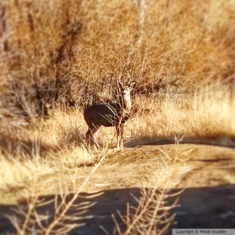 Buck