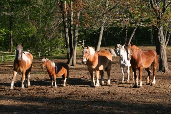 Horse Family Portrait