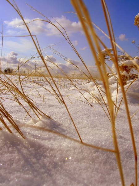 Fresh SnowFall