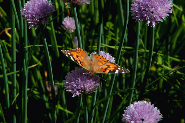 Painted Lady