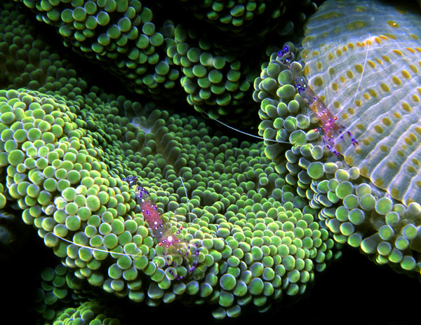 'Symbiosis'