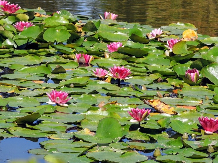 Water lilies in Seattle