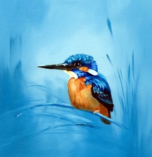 kingfisher2