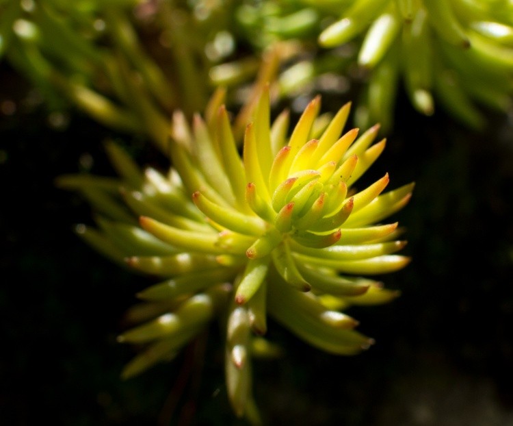 spikey plant